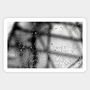 Black & White Photograph Dew Art Spider Web Spooky Halloween Photography Abstract Sticker